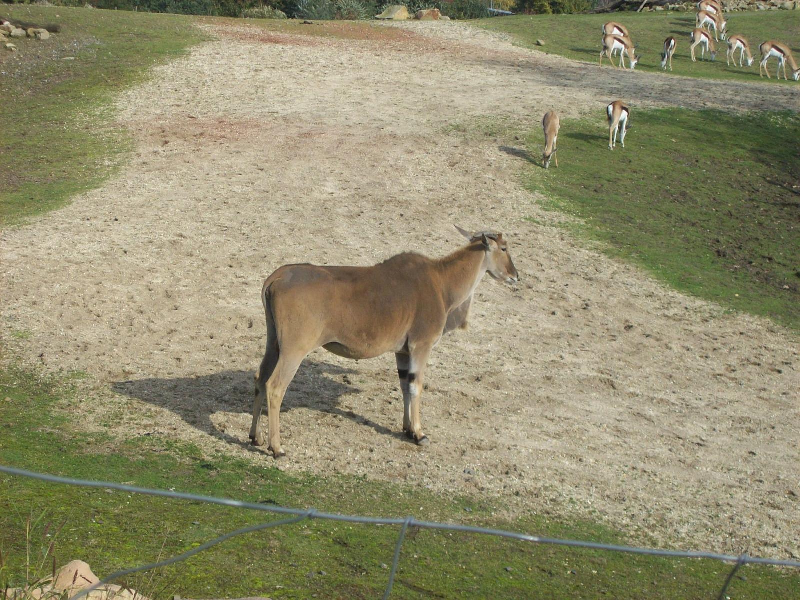 Zoom 18.10.2008-087.jpg